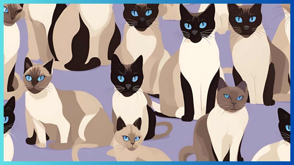 Kinds of Siamese cats