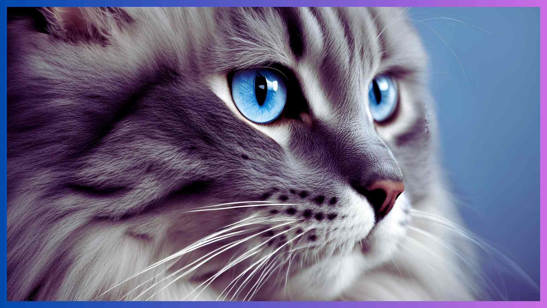 Blue Siberian Cat